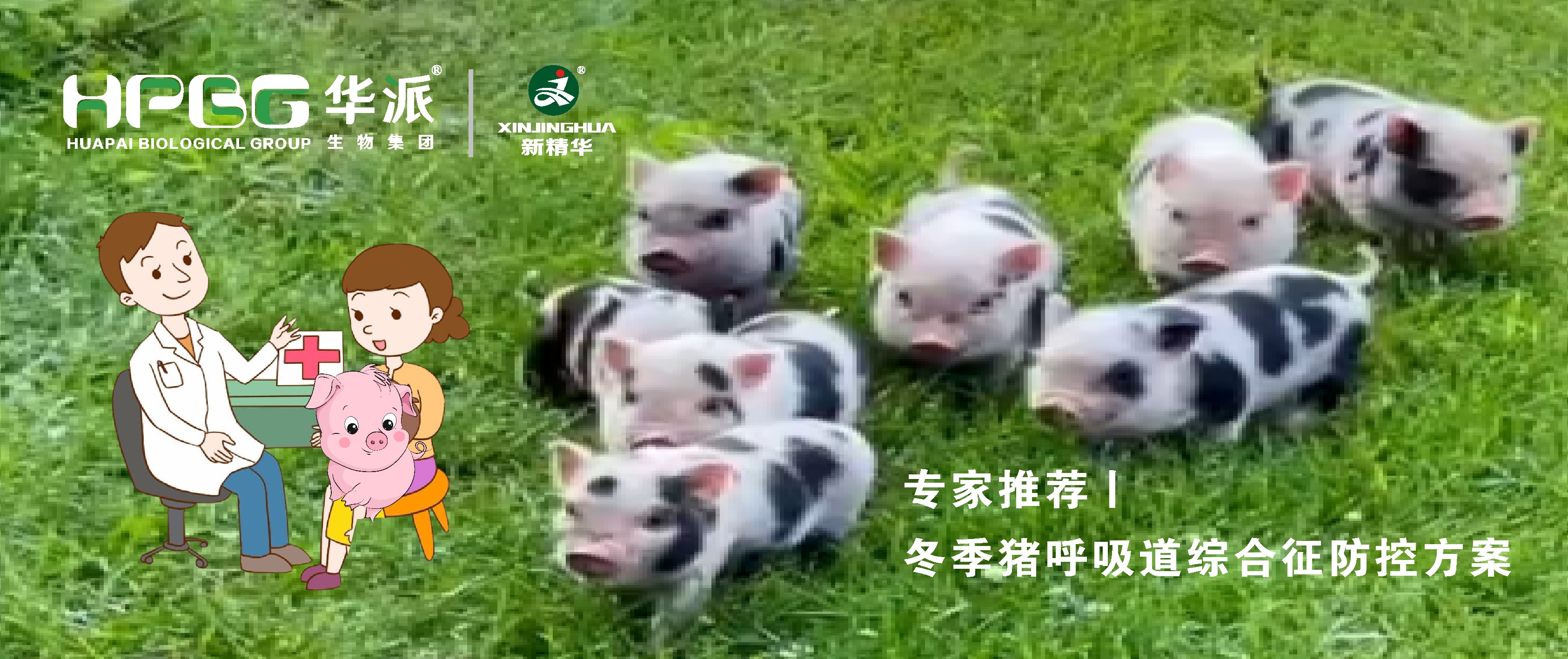 视频丨冬季猪呼吸道综合征防控计划，，，，，，请收好&hellip;&hellip;